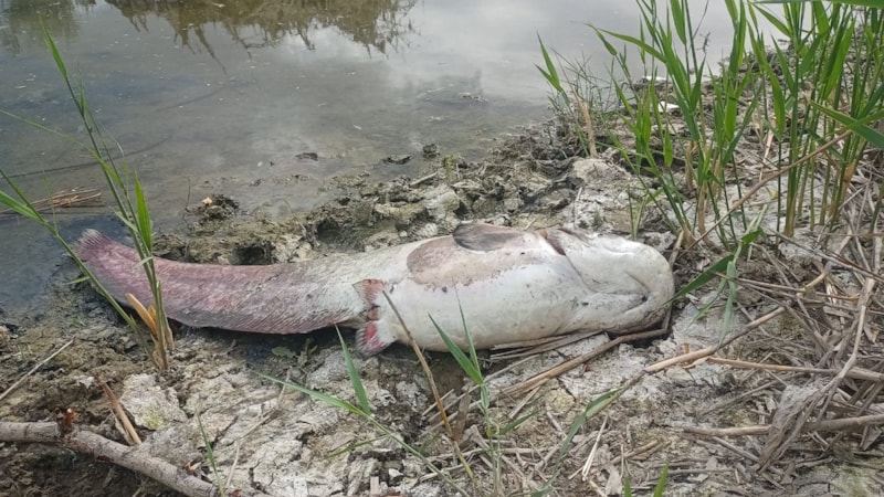 Kızılırmak Nehri'nde balık ölümleri endişe veriyor