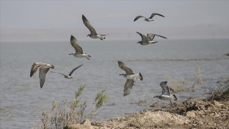 Milleyha Kuş Cenneti koruma altına alındı