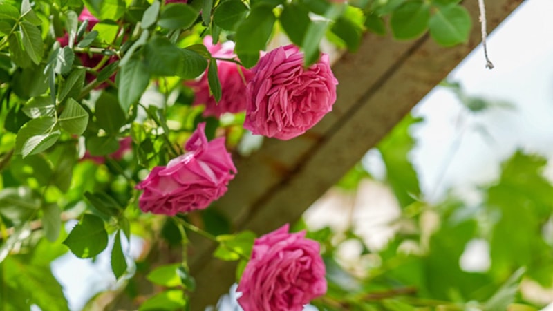 Diyarbakır'da bahçeleri süsleyen Muhammediye gülü, seralarda korunuyor