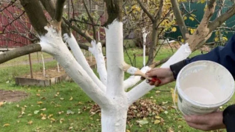 Ağaç köklerine kireç sürülmesinin nedeni bakın neymiş!