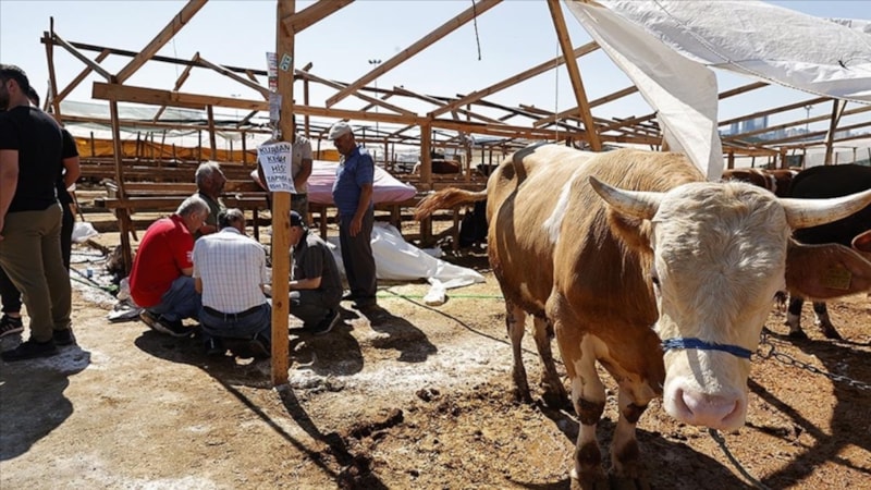 Kurban pazarları kuruldu mu 2025? Tarih verildi: İstanbul'da kurban satışları...