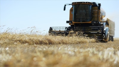 Çiftçinin yüzünü güldüren hasat başladı! Tonlarca üretiliyor, 12 bin liradan satılıyor
