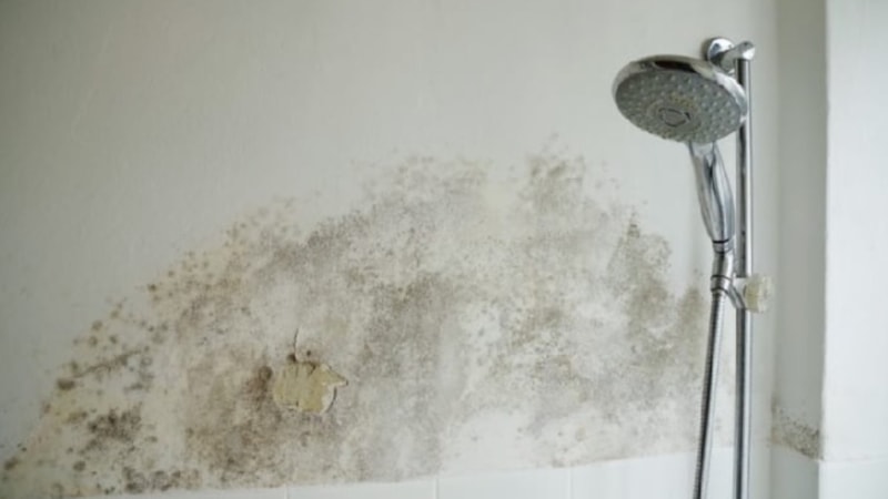 Banyoya bir tane yerleştirin, nemi ve rutubeti engelleyin...