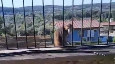 Muğla'da firari maymun paniği