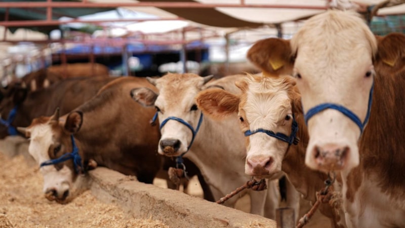 Kurban Bayramı öncesi hastalık ve kesimlere ilişkin tedbirler alındı