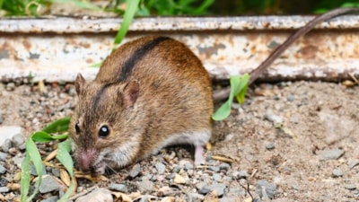 Bahçedeki bu detayları sakın atlamayın! Fareleri eve davet ediyor