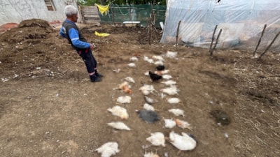 Kocaeli'de başıboş köpekler, bahçedeki tavuk ve ördekleri öldürdü