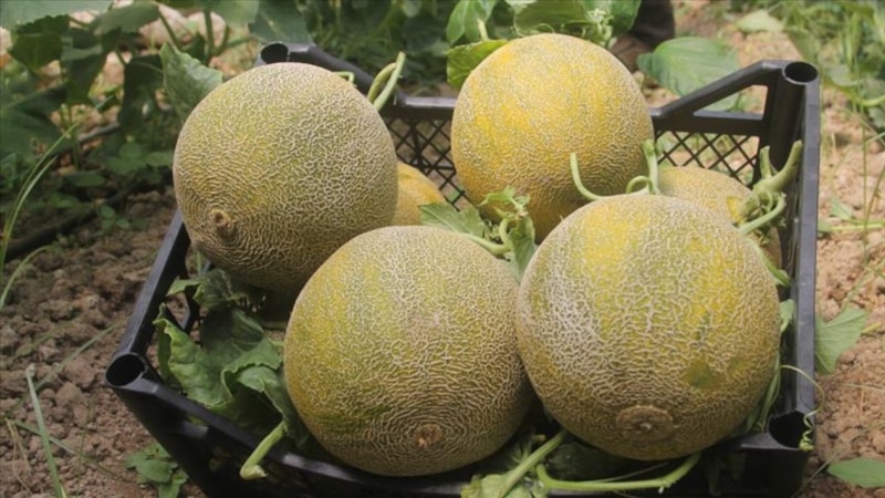 Bal gibi kavunu böyle anlayın: Eğer sapı yumuşaksa...