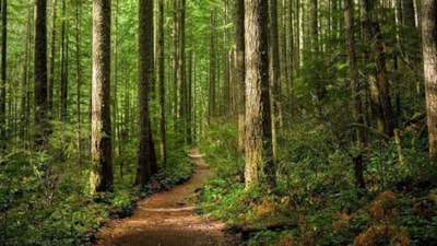 Ormanlara girişler yasaklandı! O tarihler arası giriş yapılamayacak