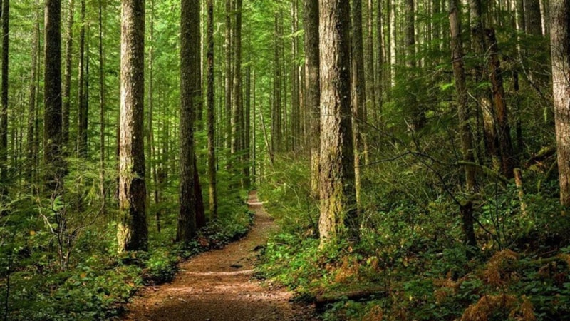 Ormanlara girişler yasaklandı! O tarihler arası giriş yapılamayacak