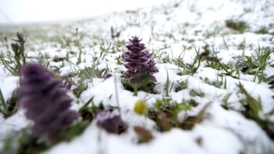 Sarıkamış yine bembeyaz