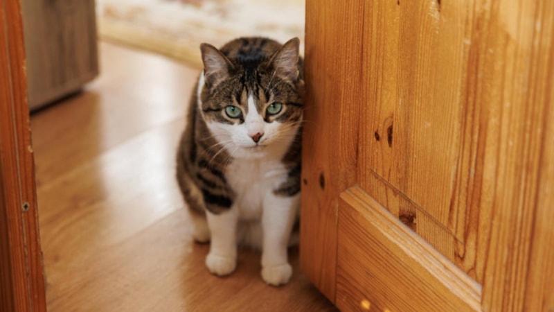 Eve kedi girmesi bakın ne anlama geliyormuş…