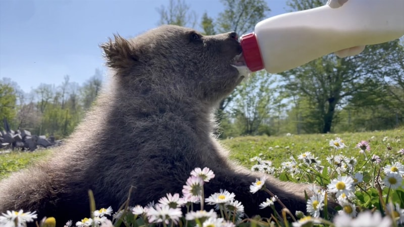 Sinop'ta doğada bulunan 2 ayı yavrusu koruma altında