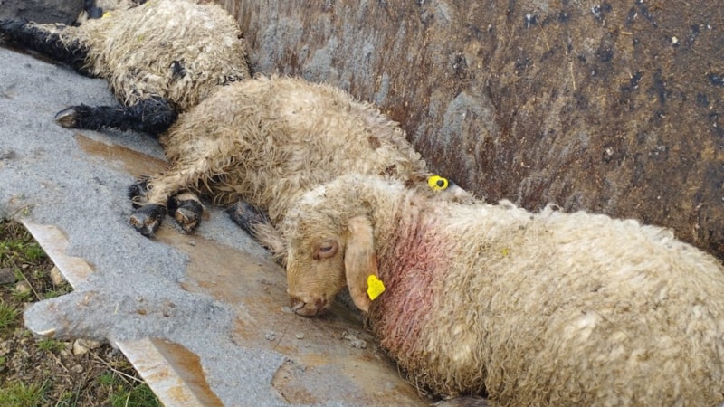 Erzincan’da ağıla giren kurtlar 15 kuzuyu telef etti