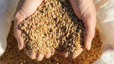 TMO buğday fiyatları 2025: Ekmeklik, makarnalık buğday, arpa fiyatları...