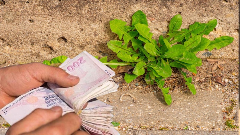 Ot temizliği yaparken dikkat! Bu hatanın cezası milyonları buluyor