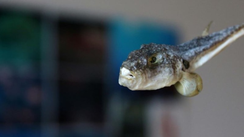 Balon balığı avcılığı desteği artırıldı: Tane başı 35 TL ödeme yapılacak