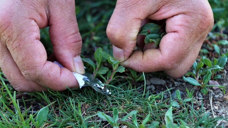 İster yemeği, ister çayı... Sadece Türkiye'de yetişiyor: Şifa arayan toplamaya geliyor