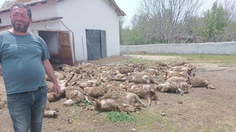 Ankara'da çiftliğe giren kurtlar 92 kuzuyu telef etti