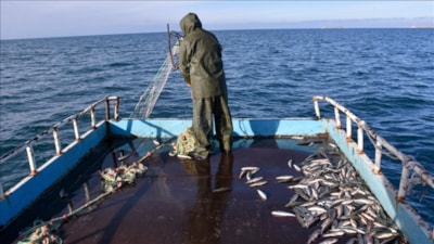 Resmi Gazete’de yayımlandı: O balığı götürene para verilecek!