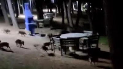 Bursa'da piknik yapanların domuz sürüsü paniği