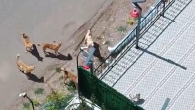 Diyarbakır'da kız çocuğunu köpeğin saldırısından güvenlik görevlisi kurtardı