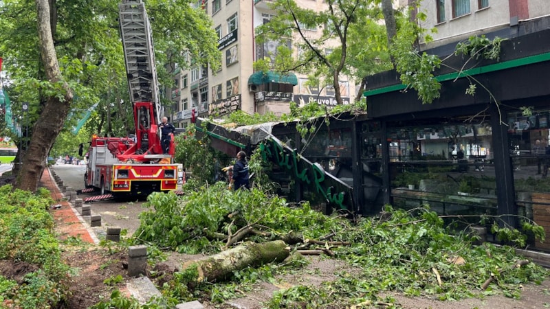 Kocaeli'de çınar ağacı, kafenin üzerine devrildi