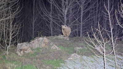 Nemrut'un eşsiz maskotları kış uykusundan uyandı