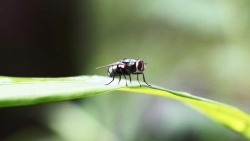 Sinek gelmemesi için ne yapılır? İşte sineklerden kurtulmanın yolları...