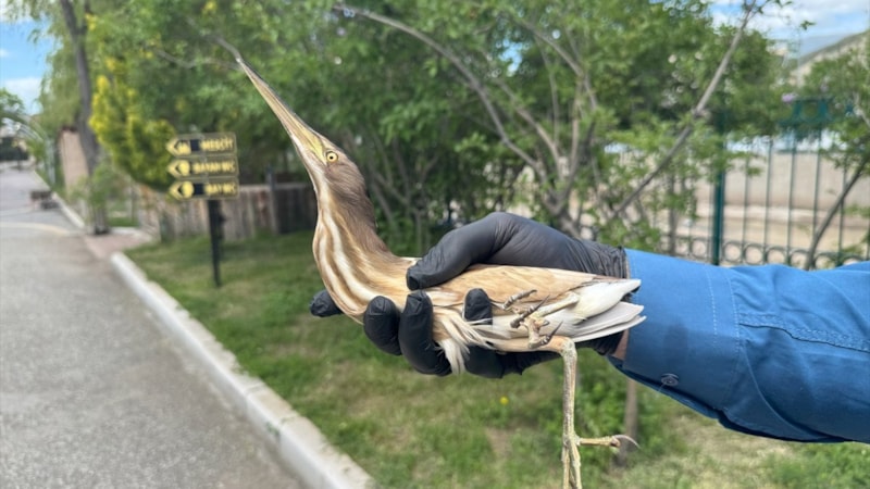 Erzurum'da nesli tehlike altındaki Bayağı Balaban, yaralı bulundu