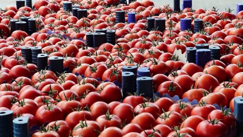 “İmha Edin” uyarısı yapıldı! Bakteri alarmı verilen 510 kasa domates raflardan kalkıyor