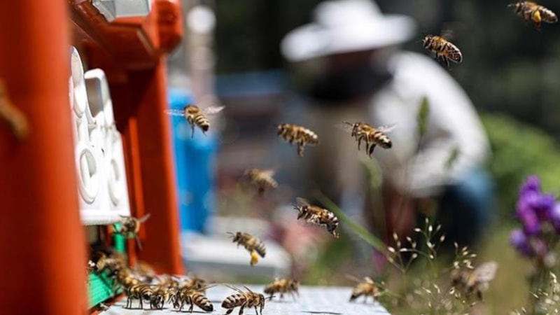 Bal arılarının mucizesi: Doğayı besleyen sessiz emekçiler
