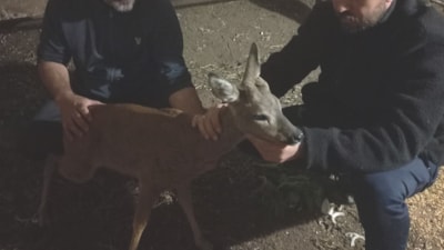 Gaziantep’te köpeklerin saldırdığı karaca koruma altında