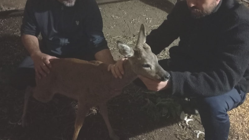 Gaziantep’te köpeklerin saldırdığı karaca koruma altında