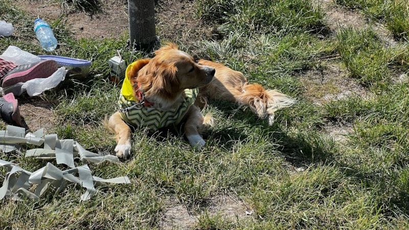 Kayseri'de köpeğin ısırdığı çocuk yaralandı