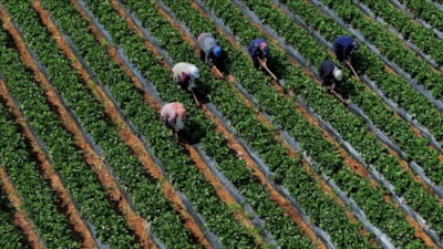 Tarımsal girdi fiyat endeksi martta artışına devam etti