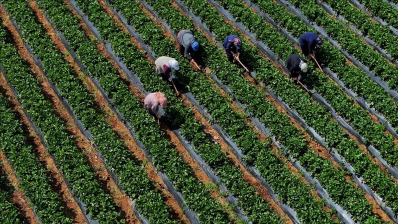 Tarımsal girdi fiyat endeksi martta artışına devam etti