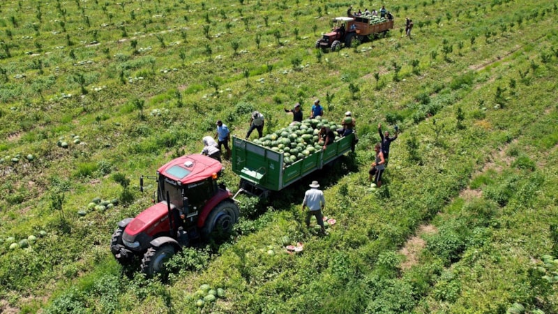 Adana’da erkenci hasat başladı: Tarlada 7 markette 40 liraya alıcı buluyor