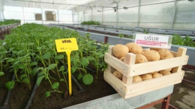 Ne haşlamalık, ne kızartmalık! Bu patates sadece o ilimizde yetişiyor...