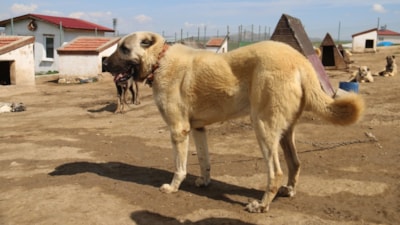 Sivas'ta kurt popülasyonundaki artış Kangal köpeğine talebi arttırdı