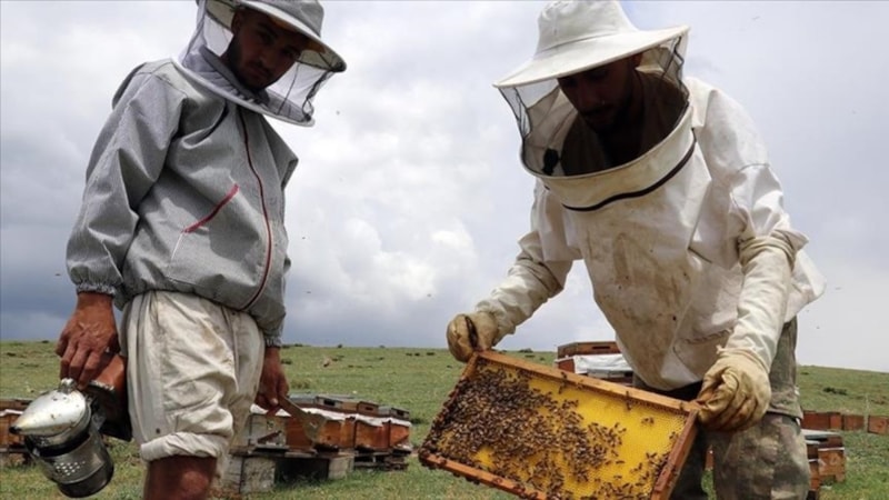 İbrahim Yumaklı: Arıcılara 2024'te 984,6 milyon lira ödeme yapıldı