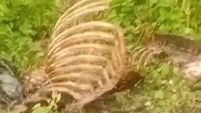 Sakaryalıları tedirgin eden görüntü: Dere kenarında kemik kalıntıları bulundu