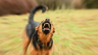 İstanbul Yıldız Teknik Üniversitesi kampüsünde öğrenciye başıboş köpekler saldırdı