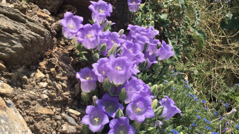 Aydın’da bu çiçeği koparmanın bedeli ağır: 557 bin TL ceza