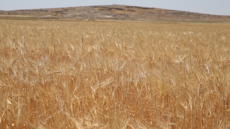 Adıyaman'da sezonun ilk arpa hasadı yapıldı