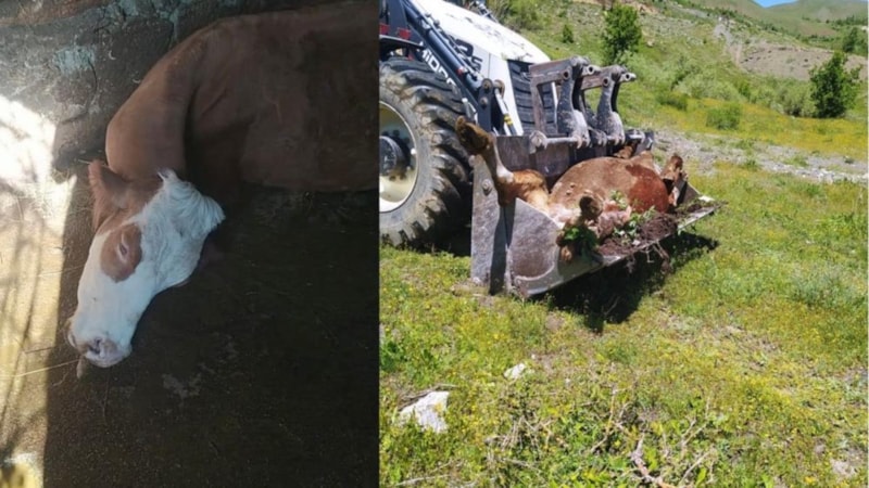 Hakkari'de süt ineği telef olan annenin feryadı