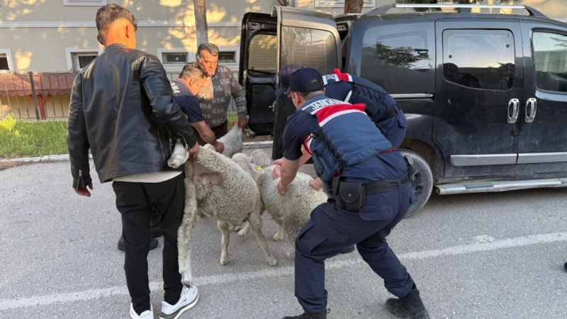 Ankara’da koyun hırsızı yakalandı