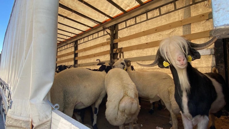 Kurbanlık sevklerinde sıkı denetim