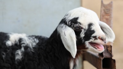 Adana'da meraya dökülen zehir 77 koyunu öldürdü