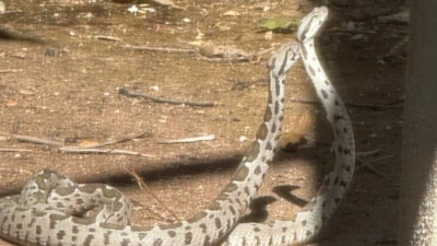Antalya'da şeritli engereklerin çiftleşme dansı